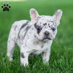 Midnite, French Bulldog Puppy